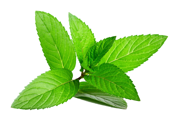 Herb Menthol Leaf Plant Peppermint HQ Image Free PNG PNG Image