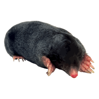 Mole Transparent PNG Image