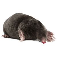 Mole PNG