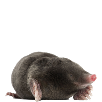Mole PNG