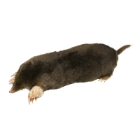 Mole PNG