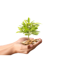 Plant Material Gold Money Photography Coins Tree Transparent PNG Image