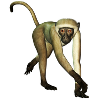 Monkey Free Png Image PNG