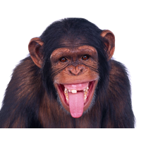 Ilustração Primata Macaco PNG - Imagens PNG - Monkey PNG