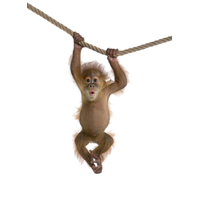 Ilustração Primata Macaco PNG - Imagens PNG - Monkey PNG