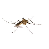 Mosquito Png Images Transparent PNG Image