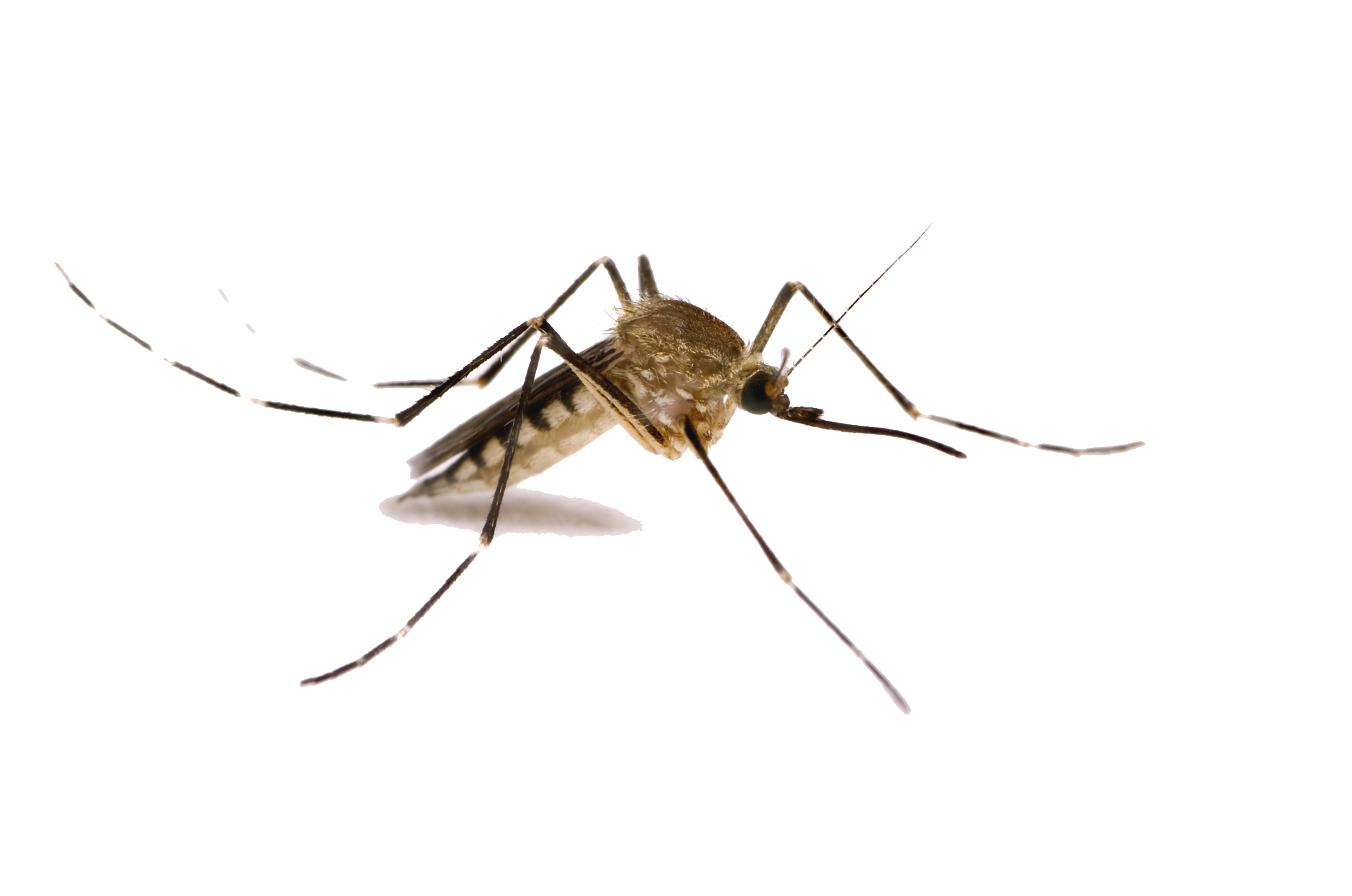 Mosquito Png Images PNG Image