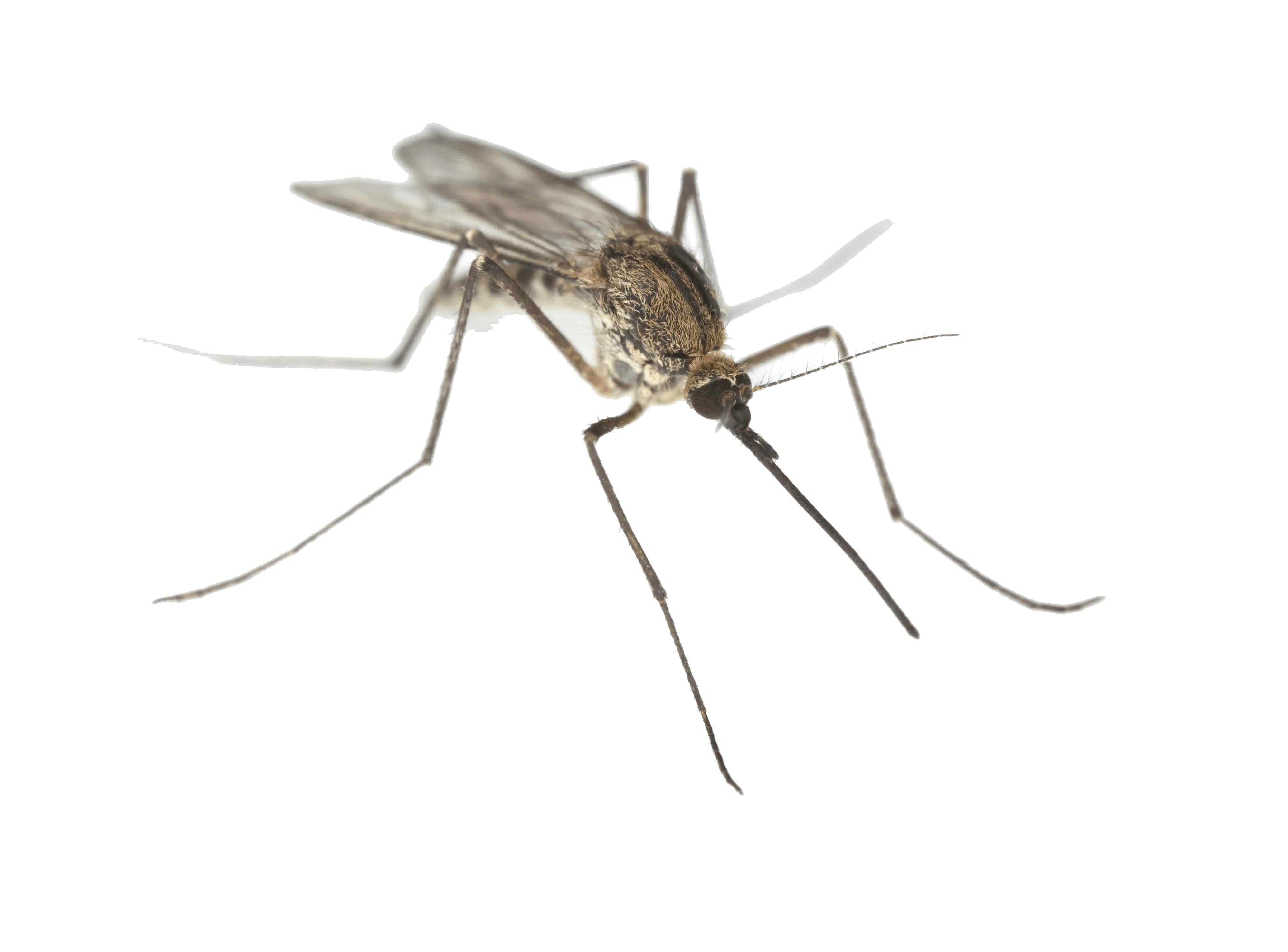 Mosquito Png Clipart PNG Image
