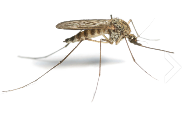 Mosquito Free Png Image PNG Image