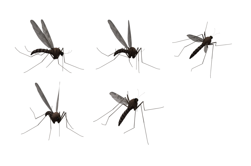 Mosquito Png Hd PNG Image