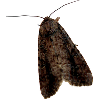 Moth Transparent PNG Image