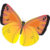 Moth Transparent PNG Image