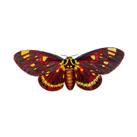 Moth Transparent PNG Image