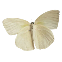 Moth Transparent PNG Image