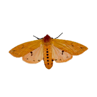 Moth PNG