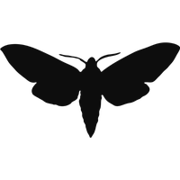 Moth PNG