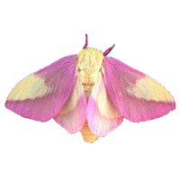 Moth PNG