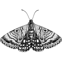 Moth PNG