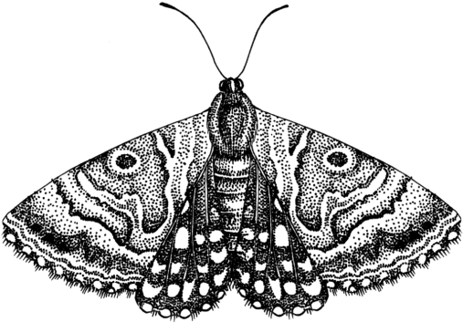Moth Transparent PNG Image