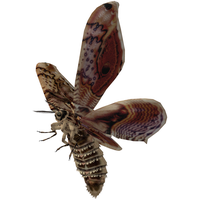 Moth PNG