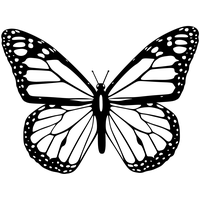 Moth PNG