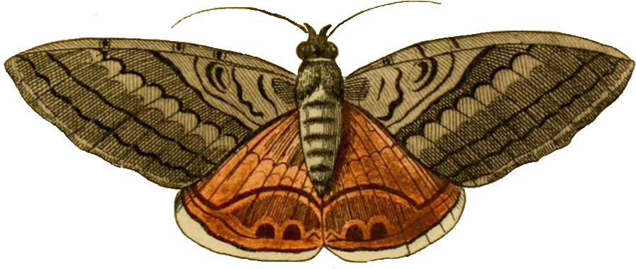 Moth Transparent PNG Image