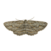 Moth PNG