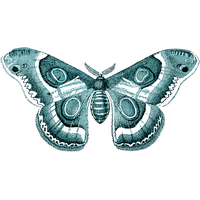 Moth Transparent PNG Image