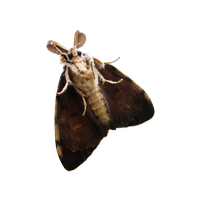 Moth PNG