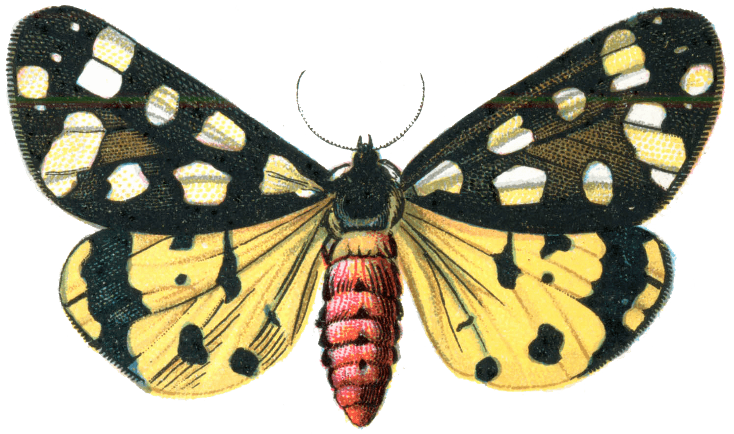 Moth Transparent PNG Image
