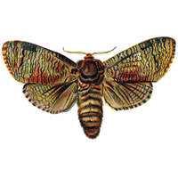 Moth Transparent PNG Image
