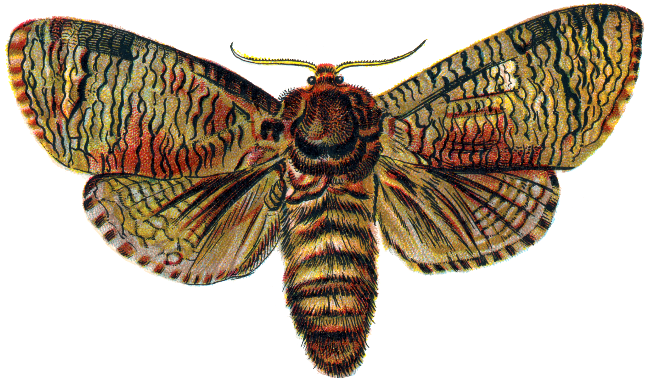Moth Transparent PNG Image