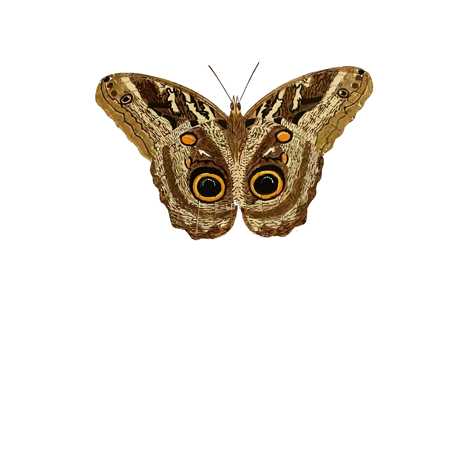 Moth Transparent PNG Image
