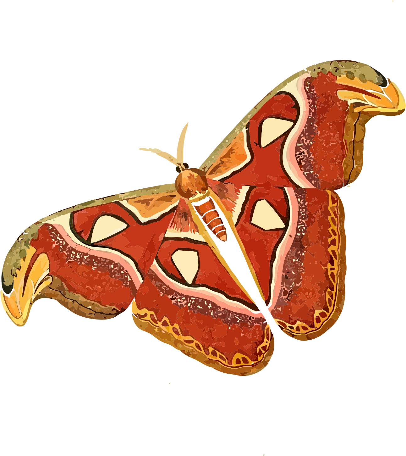 Moth Transparent PNG Image