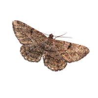 Moth PNG