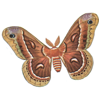 Moth Transparent PNG Image