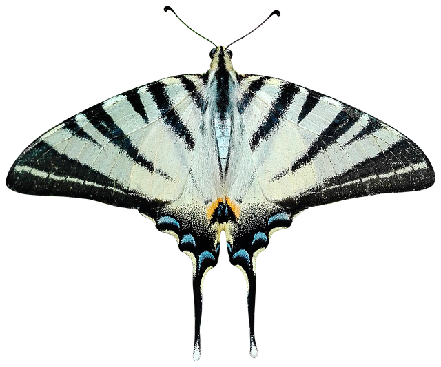 Moth Transparent PNG Image