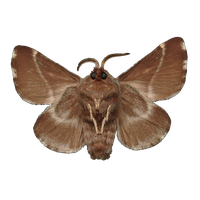 Moth Transparent PNG Image