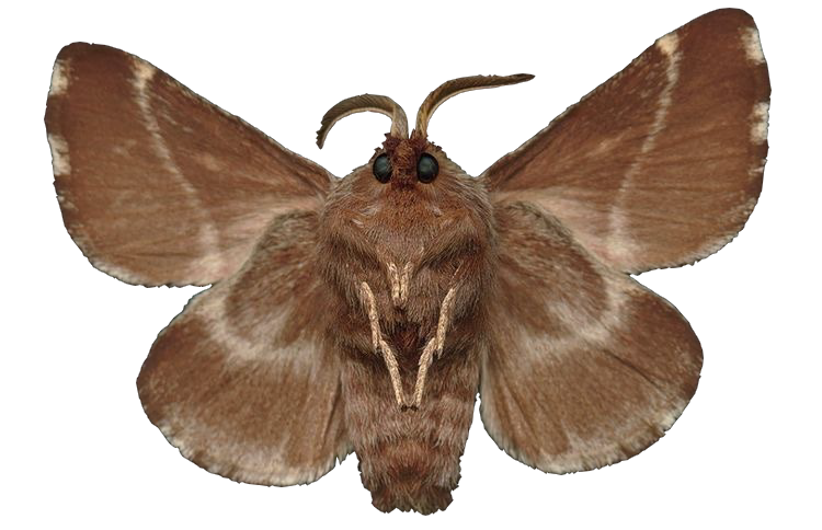 Moth Transparent PNG Image