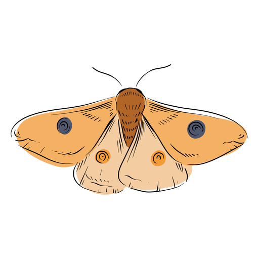 Moth Transparent PNG Image