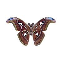 Moth PNG