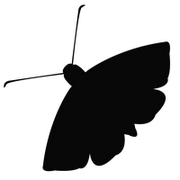 Moth PNG