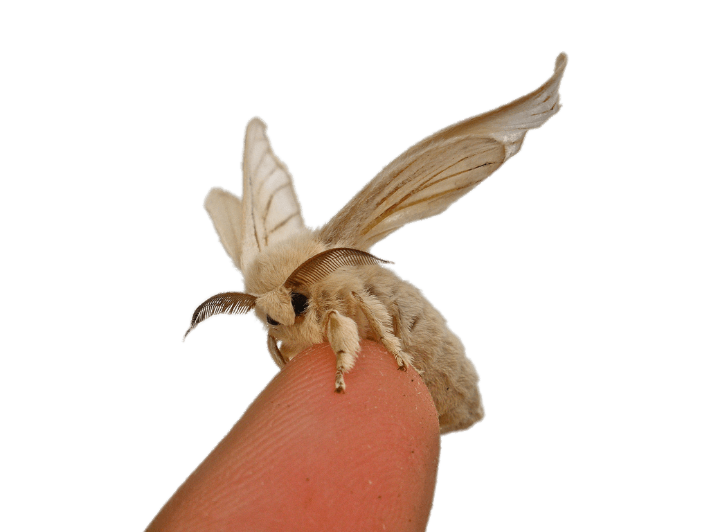 Moth Transparent PNG Image