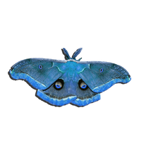 Moth PNG