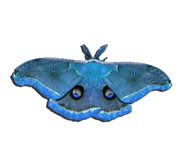 Moth Transparent PNG Image