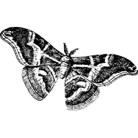 Moth PNG