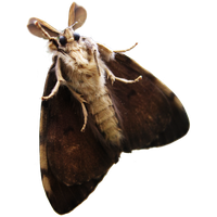 Moth PNG