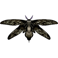 Moth PNG