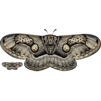 Moth PNG