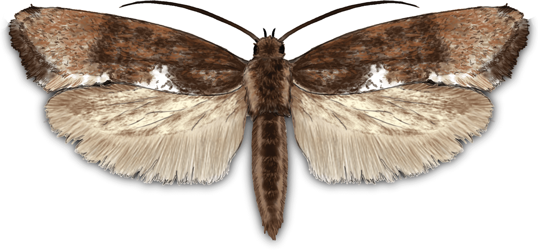 Moth Transparent PNG Image